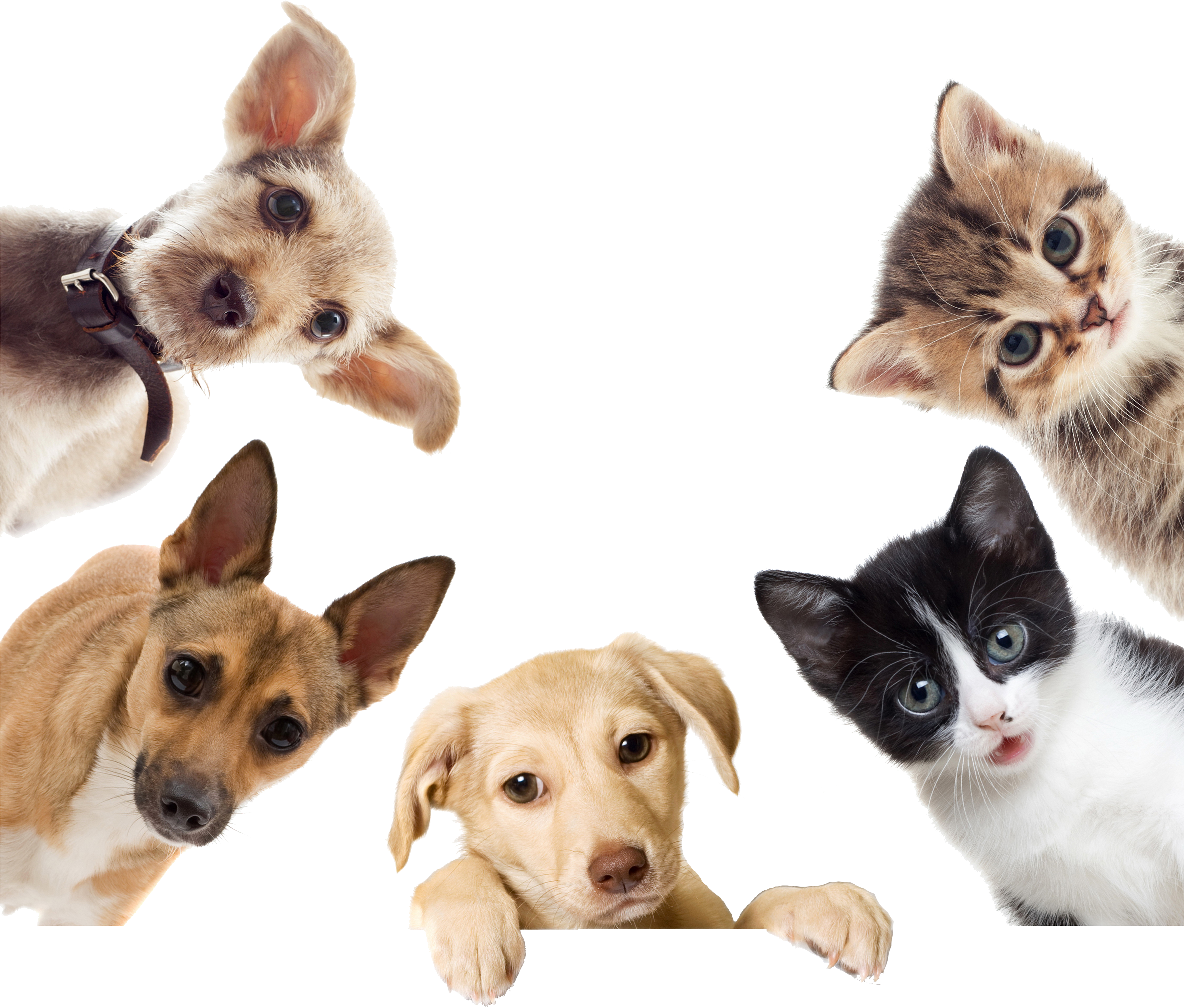 Loading - Lumsing Pet Carrier For Dogs & Cats Comfort Airline (4500x3900), Png Download