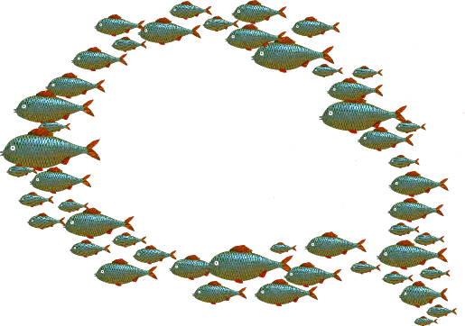 Questions We Had About Great White Sharks - Blog (515x362), Png Download