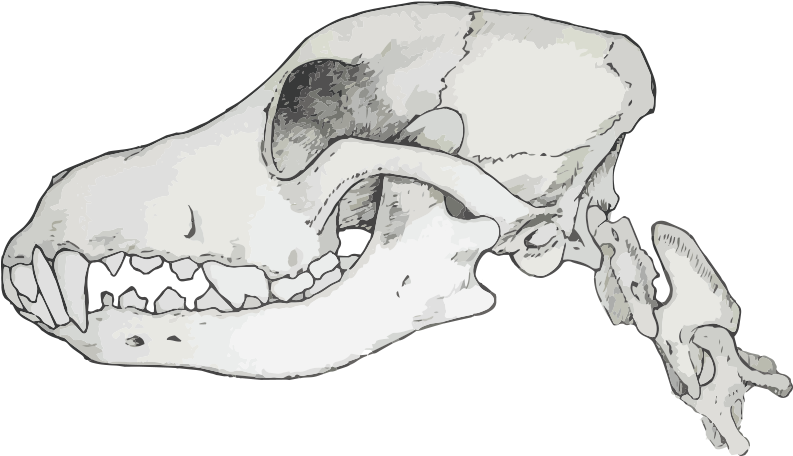 Carnivores Have Sharp Jagged Teeth Which Are Designed - Skull (843x500), Png Download
