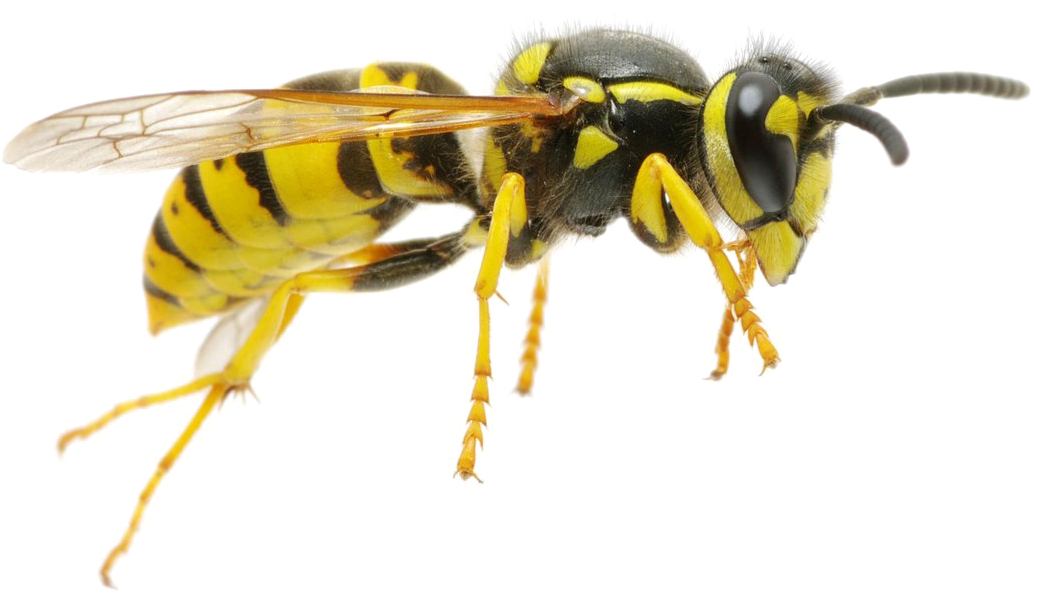 Wasp Png Transparent Image - Yellow Jacket Bee Png (1166x756), Png Download