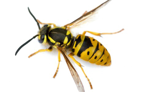 Wasp Png Image - Bee Yellow Jacket (460x300), Png Download