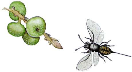 Wasp Illustrated - Wasp (470x260), Png Download