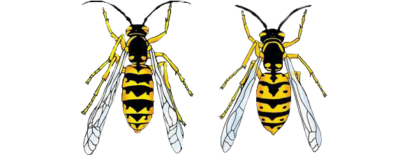 To Help Understand The Impact Of Wasps, We'd Like To - German Wasp Vs Common Wasp (600x251), Png Download