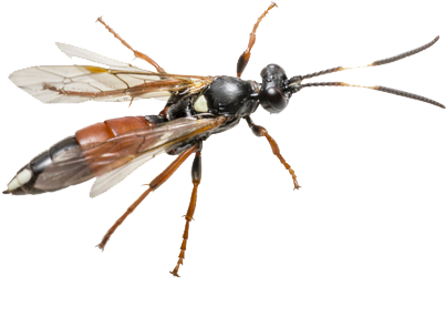 Sacramento Stormwater Quality Partnership - Coelichneumon Viola (500x334), Png Download