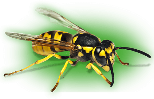 Pest Control Bournemouth - Wasp (500x330), Png Download