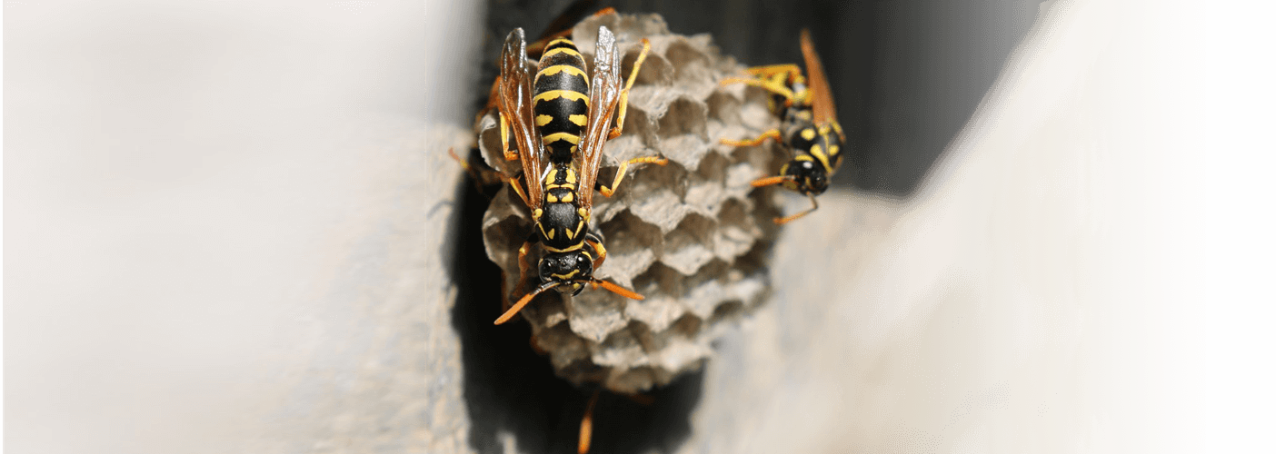 The Controllers Can Give You Advice On How To Proof - Top Notch Pest Solutions (1404x500), Png Download