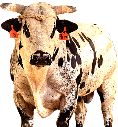 Bring It - Toros De La Pbr (391x421), Png Download