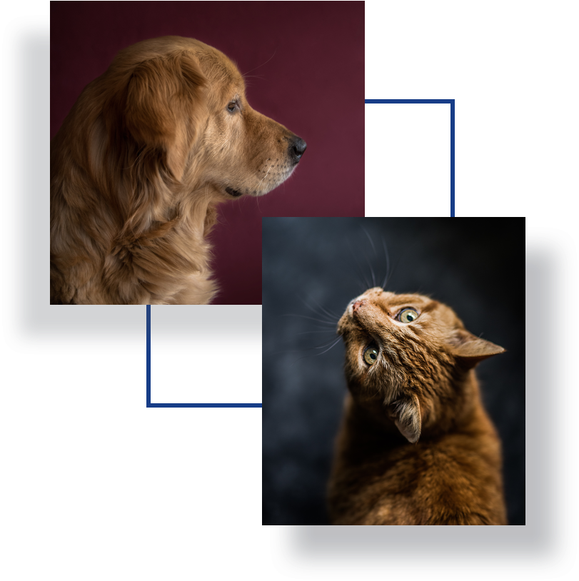 Image Of Cat And A Dog - Cat (954x972), Png Download