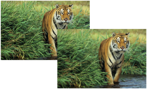 The Smart Blur Effect Smooths The Surfaces While Keeping - Tiger (496x300), Png Download