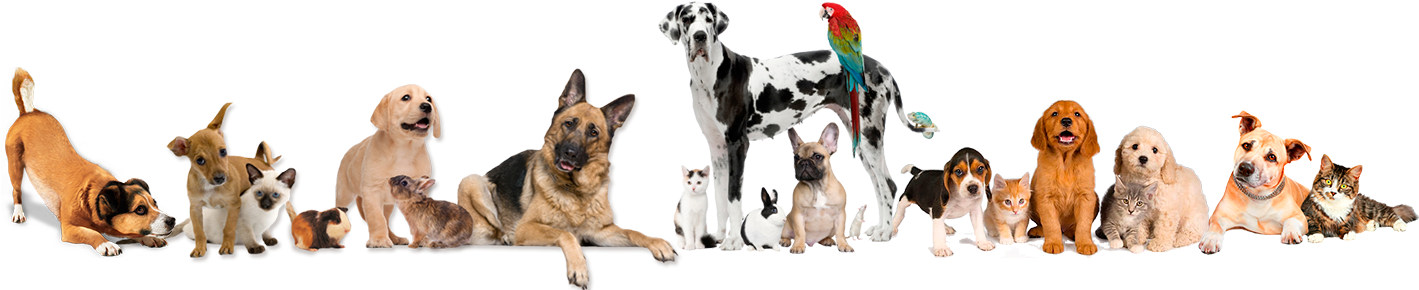 Banner Pet Shop Png (1418x307), Png Download