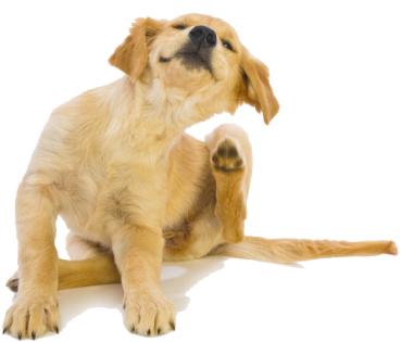 My Itchy Dog By Kate Bendix (425x336), Png Download