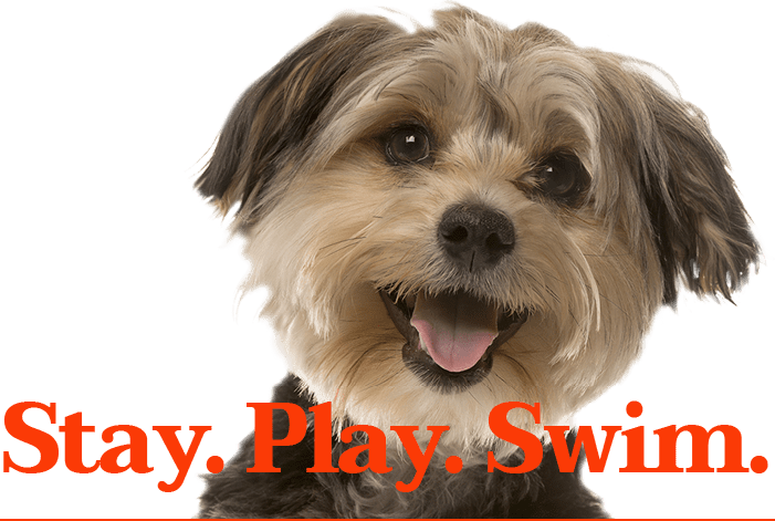 Stay - Play - Swim - - Dog Looking (701x471), Png Download