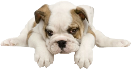 Tumblr Mfdl4ybkem1rgpyeqo1 - Bulldog Transparent (500x283), Png Download