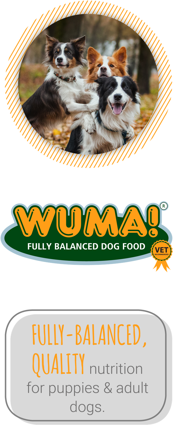 Montego Pet Nutrition - Dog Catches Something (632x1495), Png Download