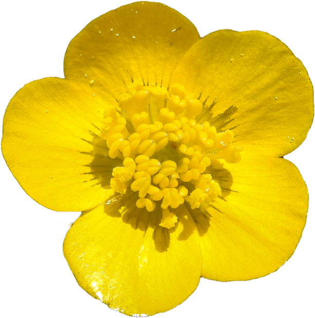 Buttercup Png By Bunny - Buttercup Png (1024x768), Png Download