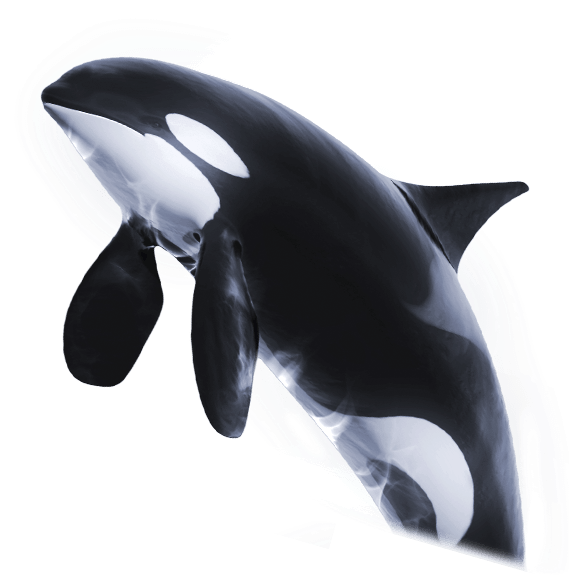 Orca™ - Png Killerwal (582x581), Png Download