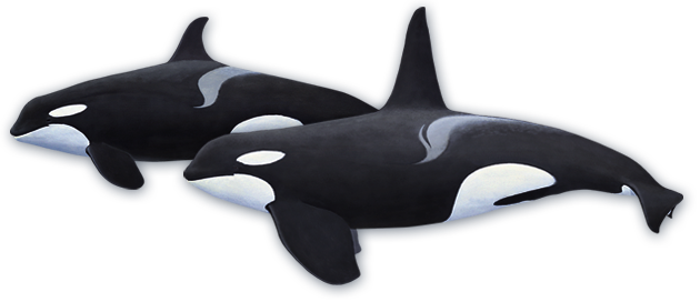 Orca Transparent North Atlantic Svg Black And White - Mojo Killer Whale (630x272), Png Download