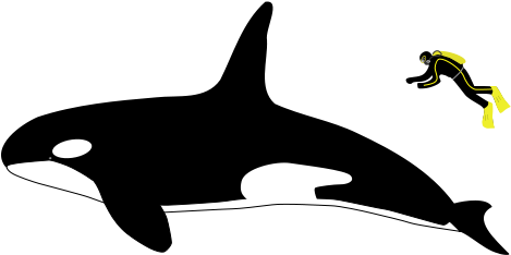 Any Problems That Occur When Running Orca Calculations - Killer Whale Size Compared To Human (546x280), Png Download