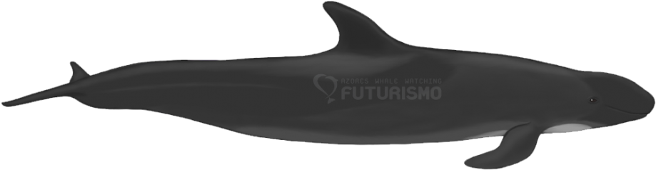 The False Killer Whale Got Its Name Because It Shares - Fish (940x261), Png Download