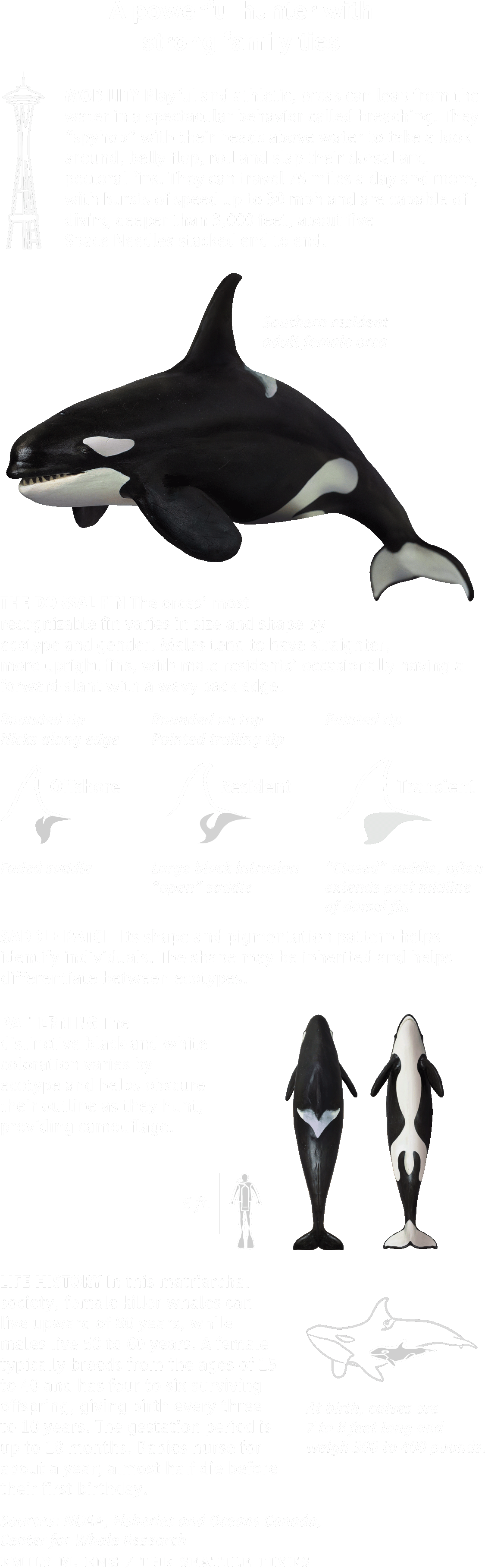 Three Orca Ecotypes Reside In The Waters Of The Northern - Killer Whale (1200x3717), Png Download