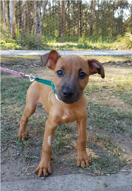 Photo Of Neville - Companion Dog (638x638), Png Download