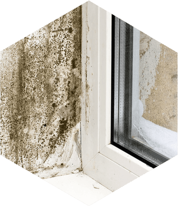 Mould Caused By Condensation - Exemple De Vis Cache (362x420), Png Download