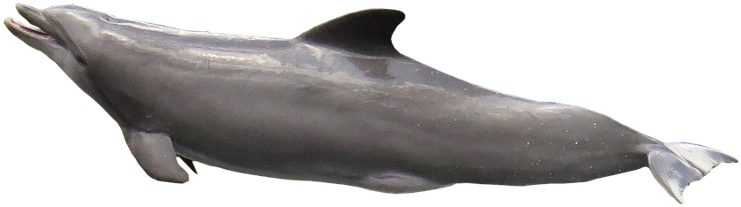 Laminated Poster Dolphin Marine Mammals Meeresbewohner - Imagenes Del Delfin En Png (960x468), Png Download