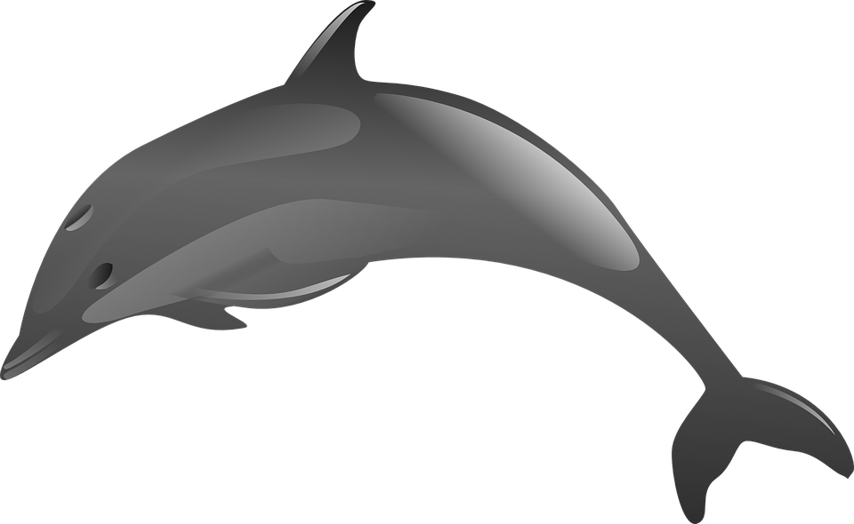 Dolphins, Delfinai, Animals - Lumba Lumba Melompat Png (960x590), Png Download