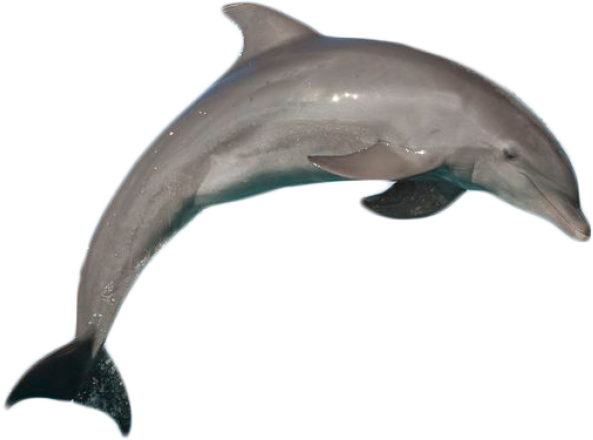 Best Atlantic Bottlenose Dolphin Jumping Png - Dolphin With No Background (850x569), Png Download