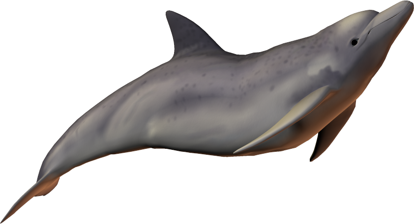 Dolphin Free Png Transparent Background Images Free - Real Dolphin Transparent Background (842x456), Png Download