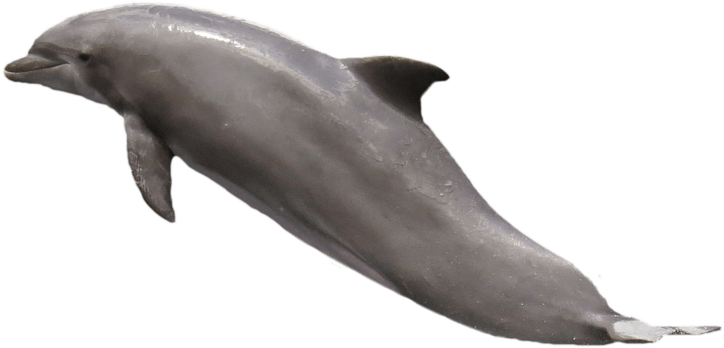 Dolphin Jumping - Transparent Picture Of Dolphin (1280x796), Png Download
