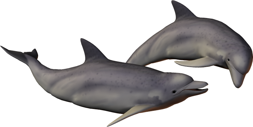 Dolphin Free Png Transparent Background Images Free - Dolphins With Clear Background (816x409), Png Download
