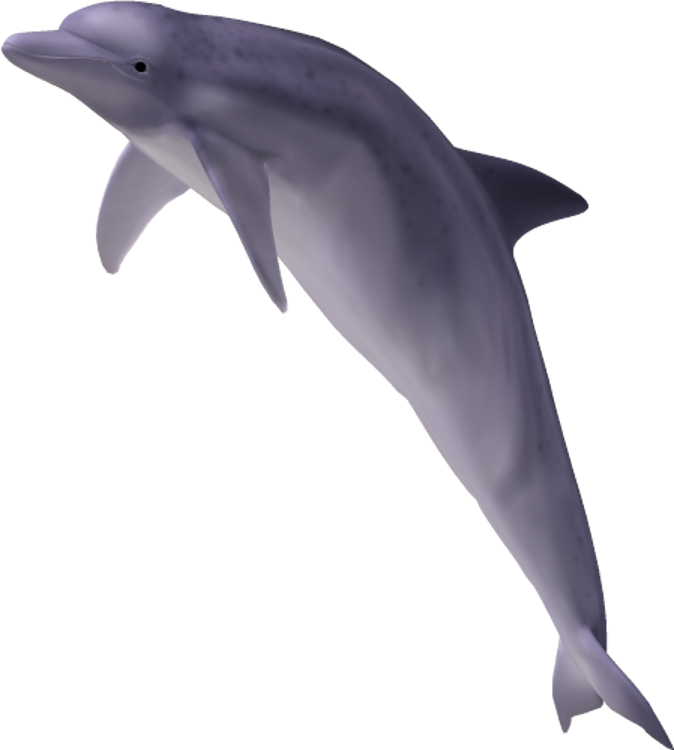 Dolphin - Clip Art (674x750), Png Download