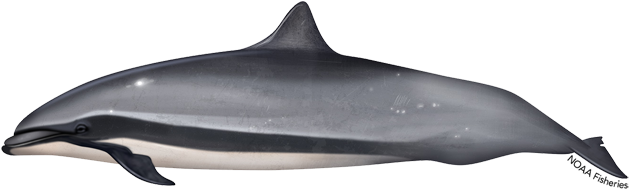 Fraser's Dolphin (640x427), Png Download