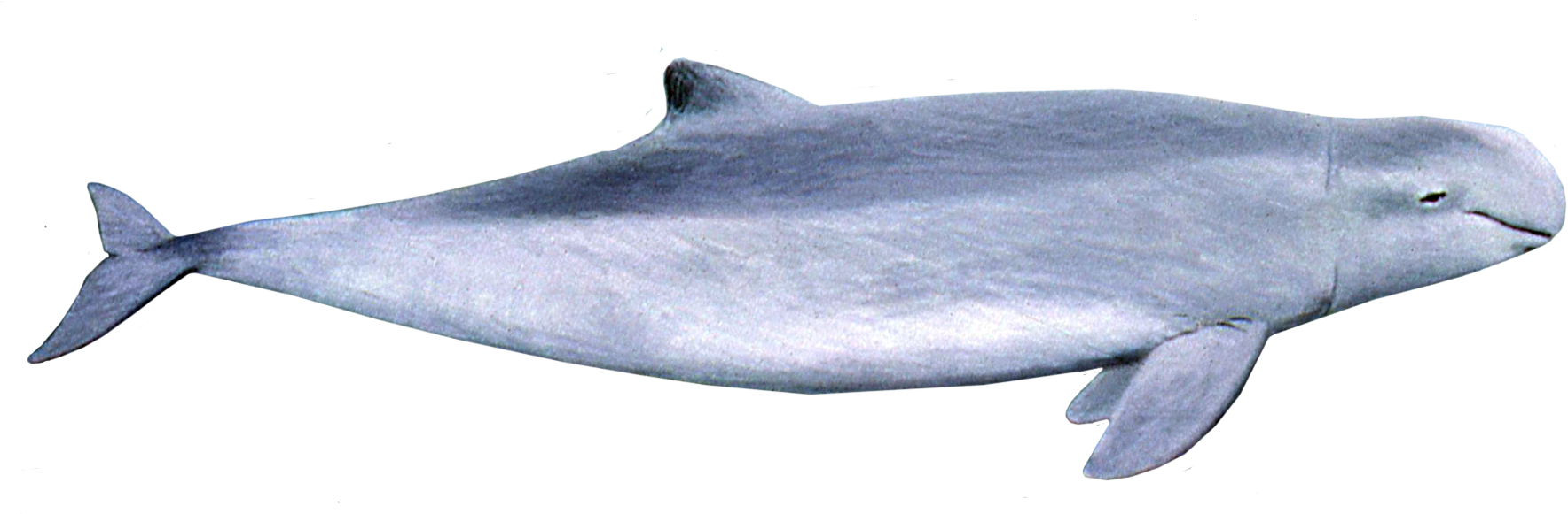 Irrawaddy Dolphin (1804x635), Png Download