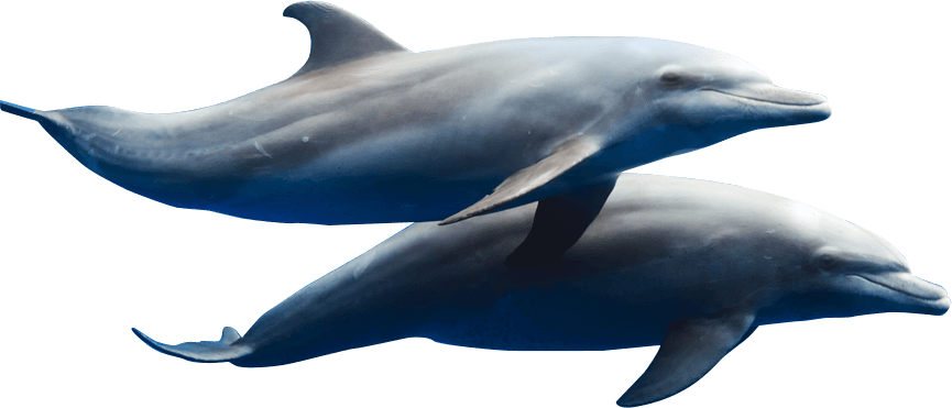 Contact Information - Dolphin Herd Transparent (865x371), Png Download