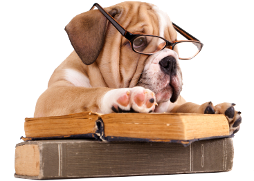 Content Through Adwd With The Exception Of A Few Minor - Bulldog With Book (403x330), Png Download