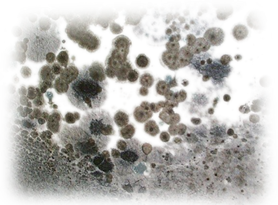 Mold Remediation Services - Does Mold Look Like (983x1023), Png Download