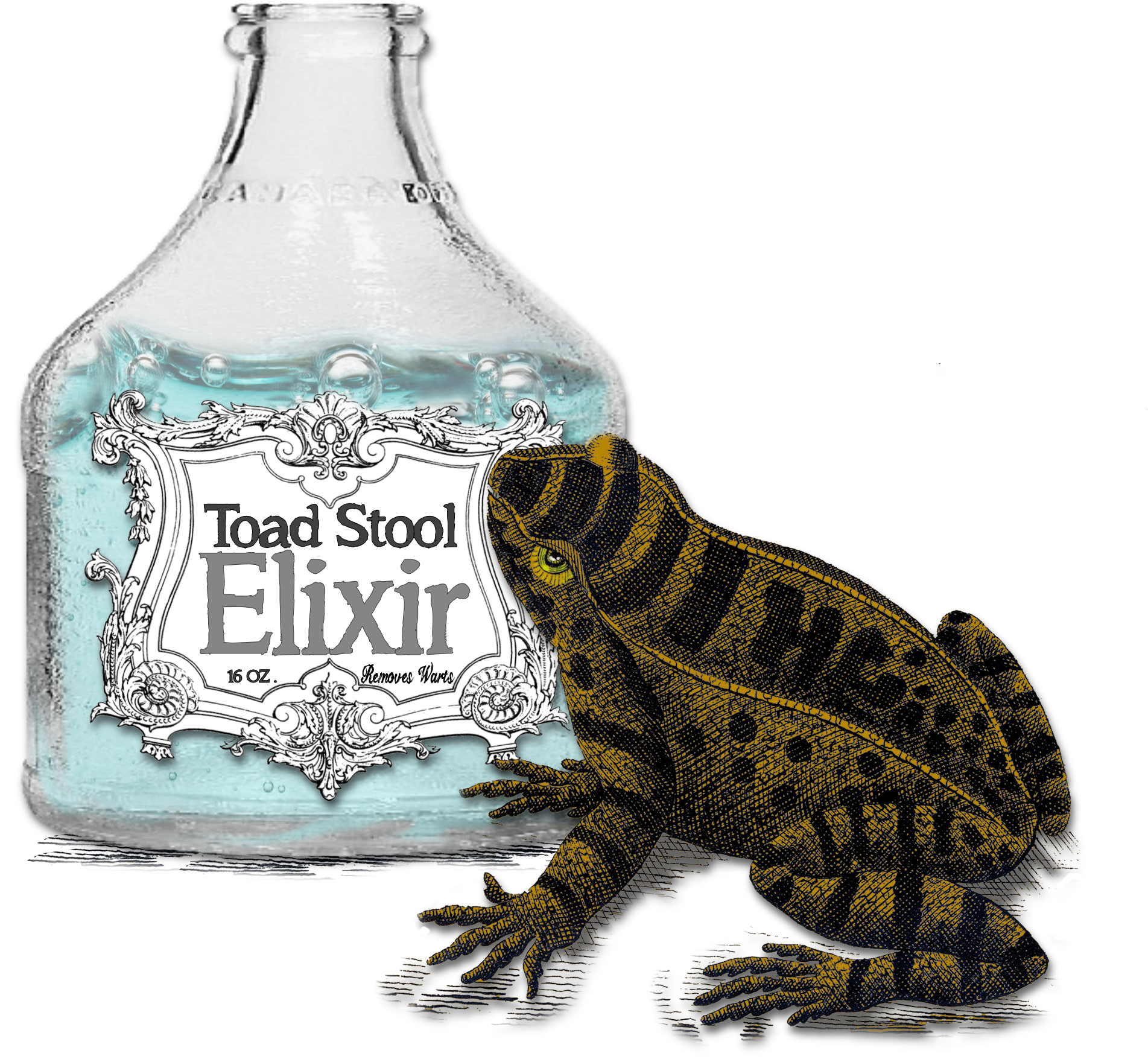 Download File - Oak Toad (2005x1935), Png Download