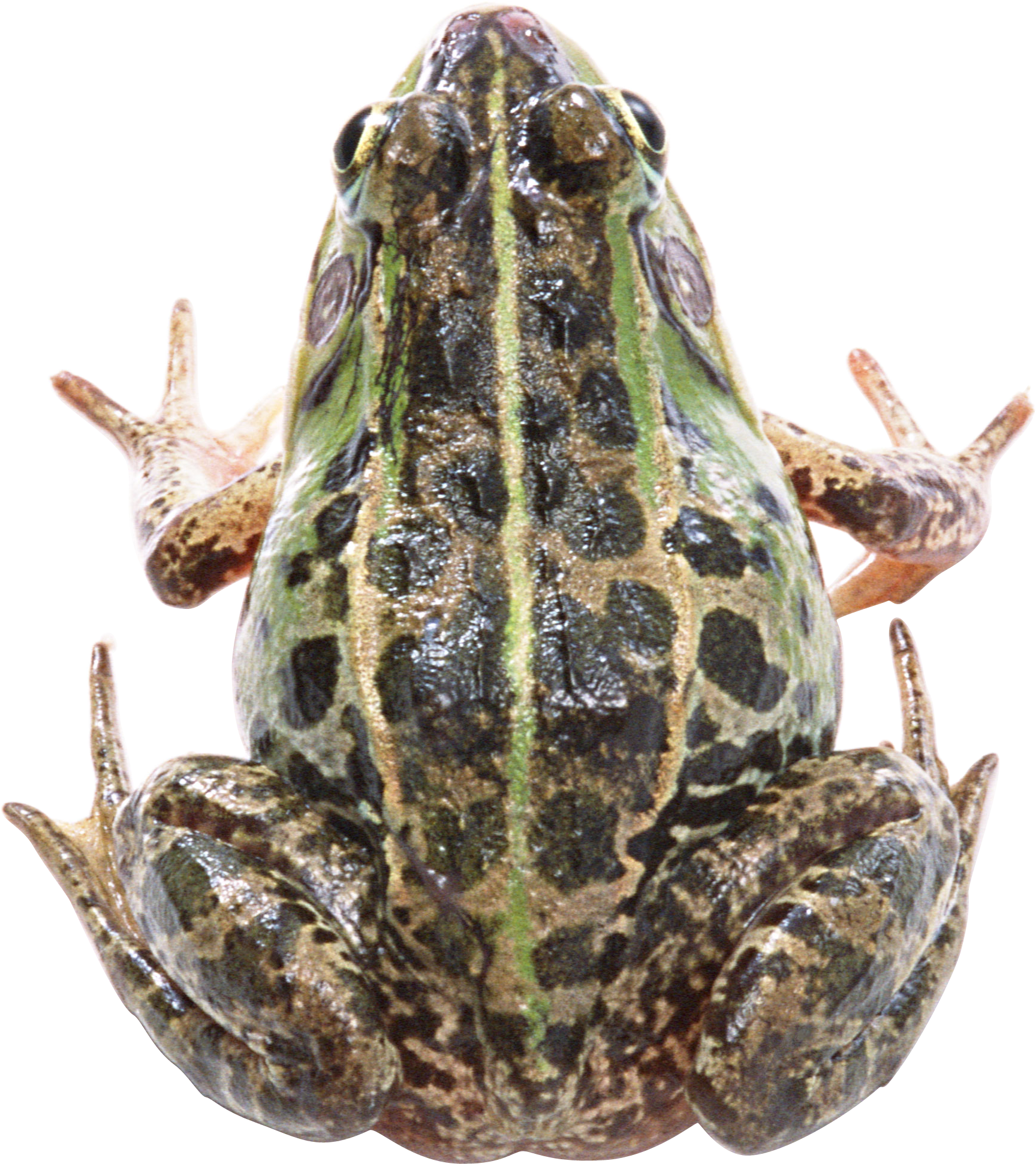 Frog Png - Frog (1728x1942), Png Download