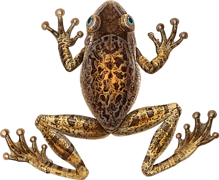 Toad Cuban Tree Frog - Cuban Tree Frog (910x750), Png Download