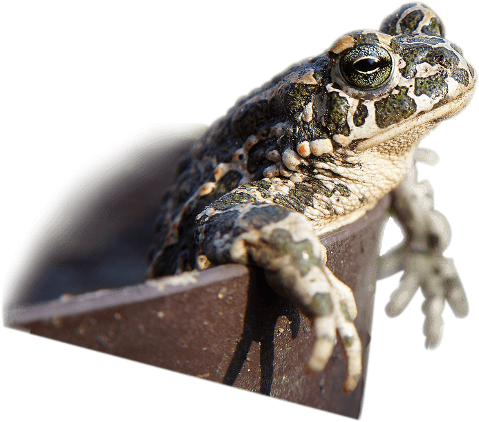 Go Green - Oak Toad (693x611), Png Download