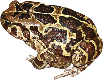 What Does The Western Leopard Toad Sound Like Link - Amietophrynus Pantherinus (433x336), Png Download