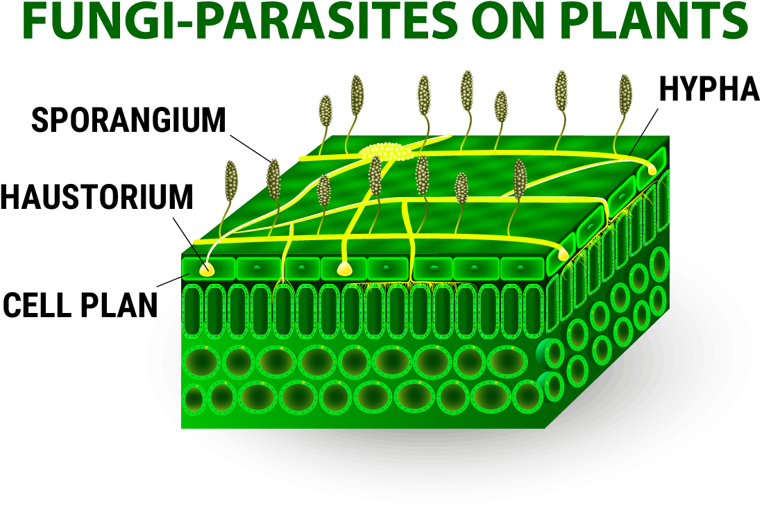Humid Conditions Mould Ventilation - Notice, Construction Site No Trespassing, 10" X 14", (1191x842), Png Download