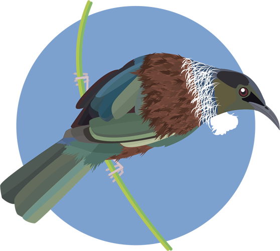 Download Questions & Answers - Tui Bird Png PNG Image with No