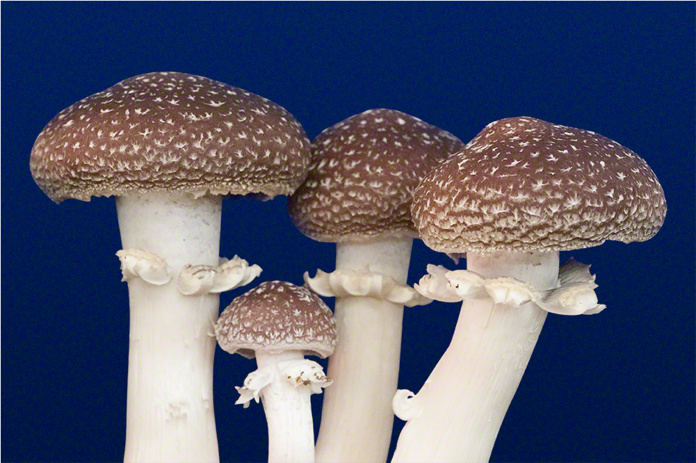 The King Stropharia Mushroom Patch™ - Stropharia Rugosoannulata (700x700), Png Download