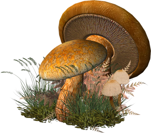 0 5f830 71a6f3ca Xl - Picmix Mushroom (500x441), Png Download