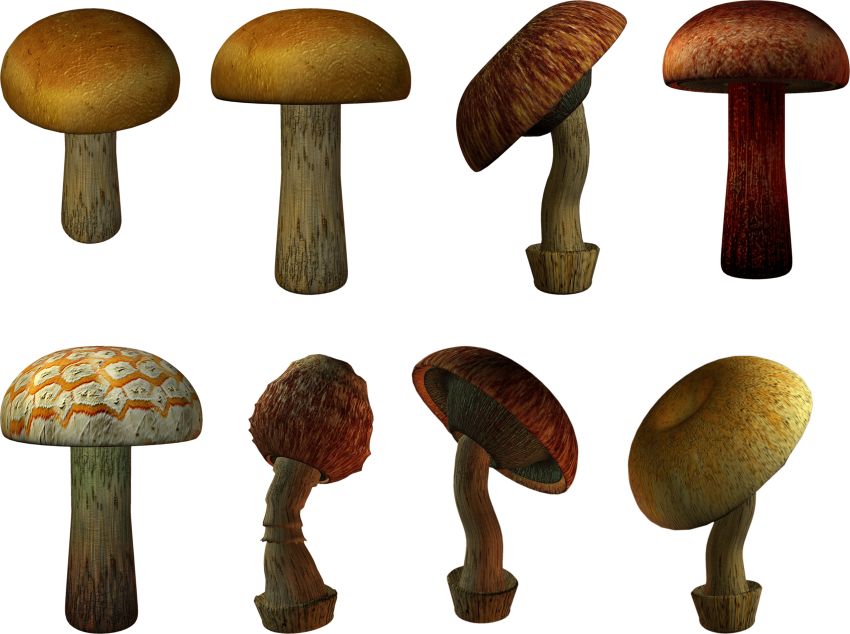 Free Png Mushroom Png Images Transparent - Mushroom (850x634), Png Download