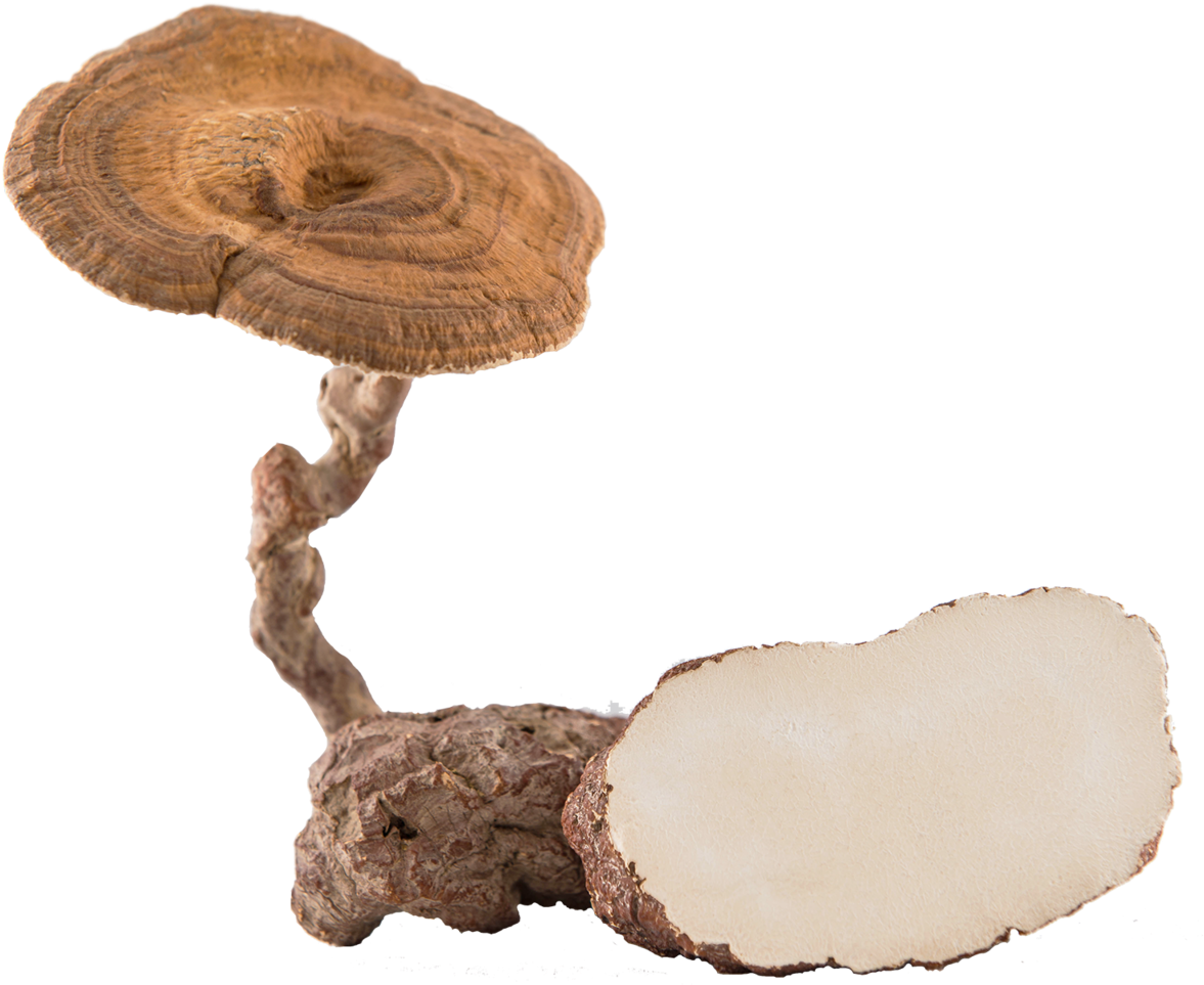 Tiger Milk Mushroom Png (1200x989), Png Download