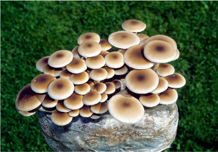 The Pioppino Mushroom Patch™ (700x700), Png Download